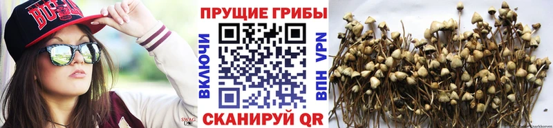 Купить где  Кохма  Псилоцибиновые грибы Psilocybe 